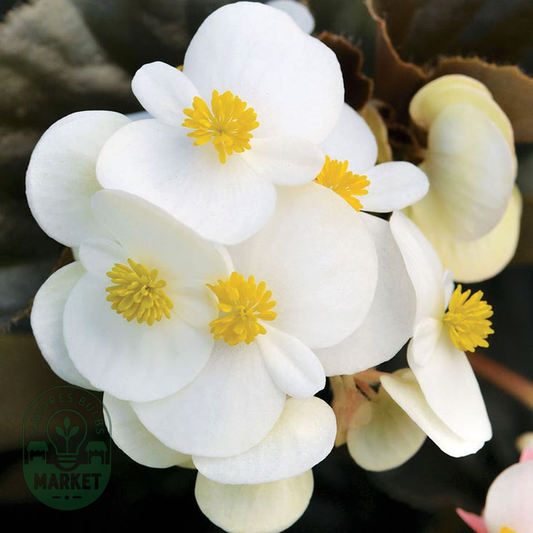 BabyWing® White Begonia Seeds