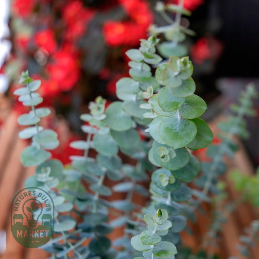 Baby Blue Bouquet Improved Eucalyptus Seeds