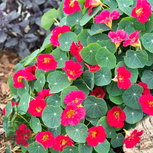Baby Rose Nasturtium Seeds
