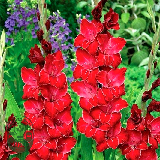 Baccara