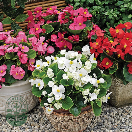 Bada Bing® Mix Begonia Seeds