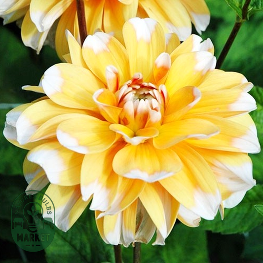 Bahama Apricot