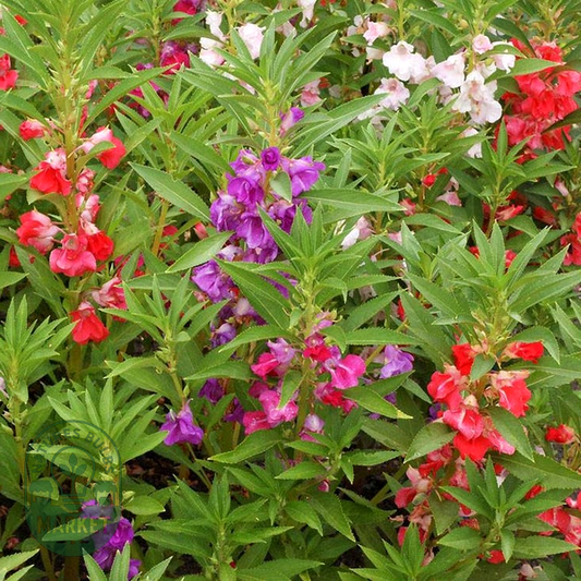 Balsam 'Camellia Flowered Mix' Impatiens Seeds