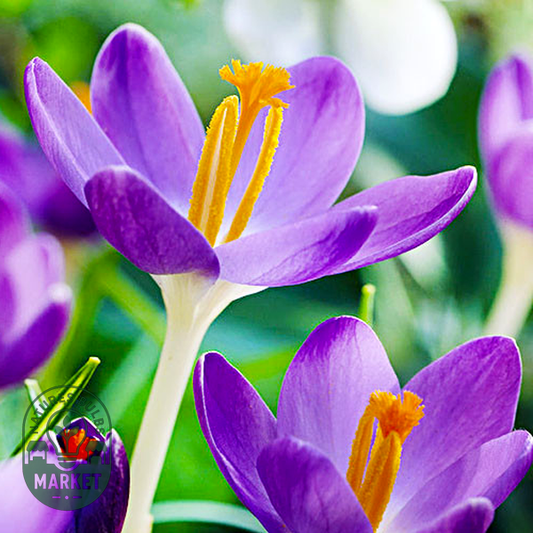 Barr's Purple