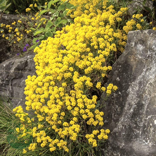 Basket of Gold Compacta Alyssum Seeds
