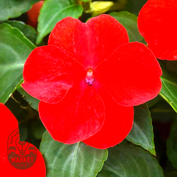 Beacon® Bright Red Hybrid Impatiens Seeds