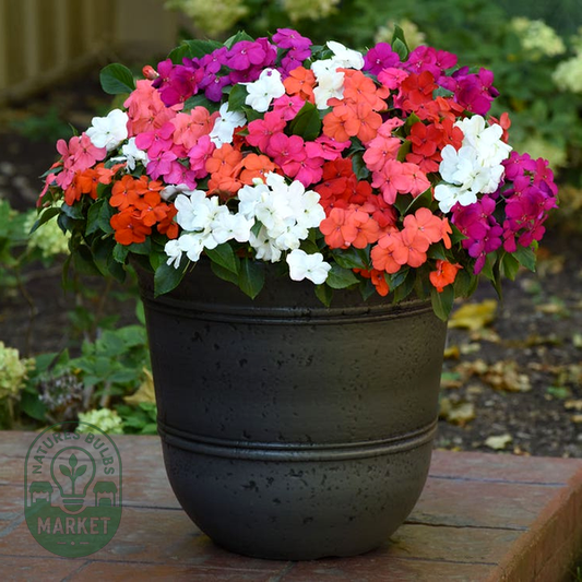 Beacon® Formula Mixture Hybrid Impatiens Seeds