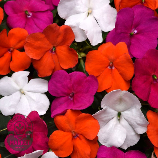 Beacon® Lindau Mixture Hybrid Impatiens Seeds