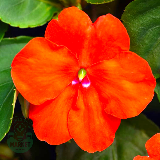 Beacon® Orange Hybrid Impatiens Seeds