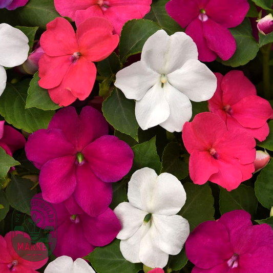 Beacon® Portland Mixture Hybrid Impatiens Seeds