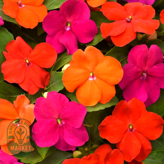 Beacon® Sanibel Mixture Hybrid Impatiens Seeds
