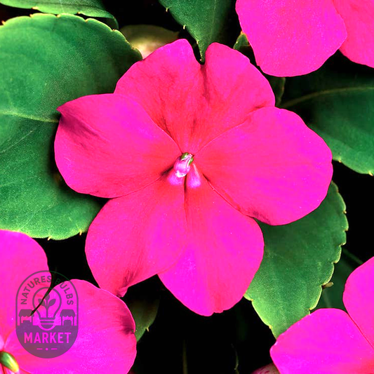 Beacon® Violet Shades Hybrid Impatiens Seeds