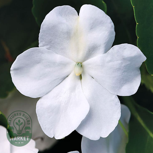 Beacon® White Hybrid Impatiens Seeds