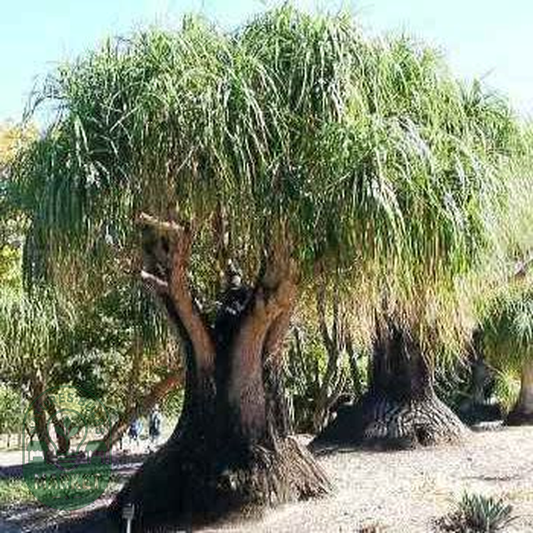 Beaucarnea recurvata