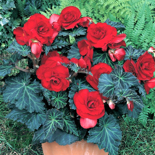 Begonia 'Bronze Leaf Red'