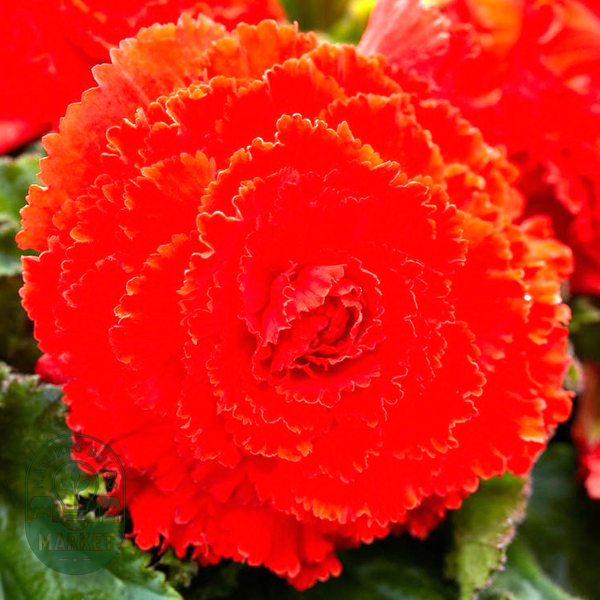 Begonia Fimbriata Red and Orange Blend