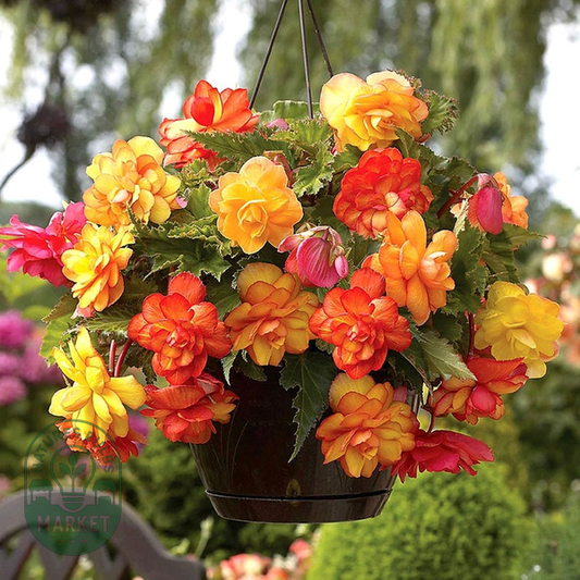 Begonia 'Golden Balcony' Bulbs