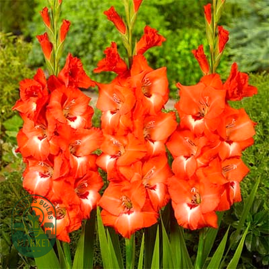 Belladonna