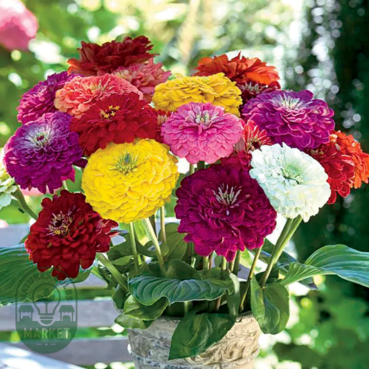 Benary's Giant Mix Zinnia Seeds
