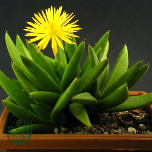 Bergeranthus multiceps