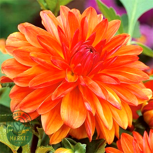 Berliner Orange