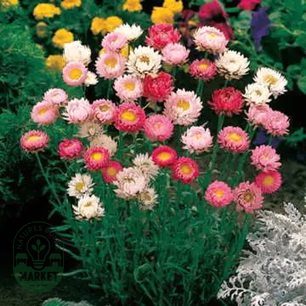 Best Mix Strawflower Seeds