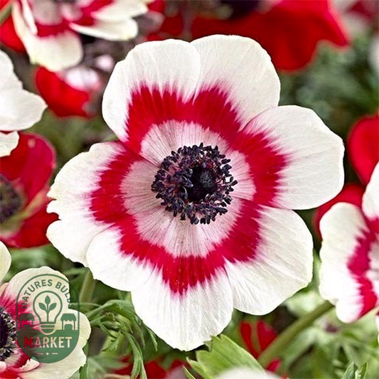 Bicolor