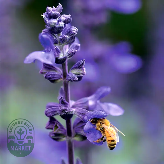 Big Blue Salvia Seeds
