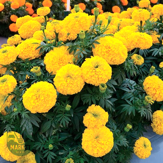 Big Duck Gold F1 Marigold Seeds