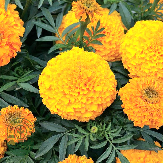 Big Duck Orange F1 Marigold Seeds