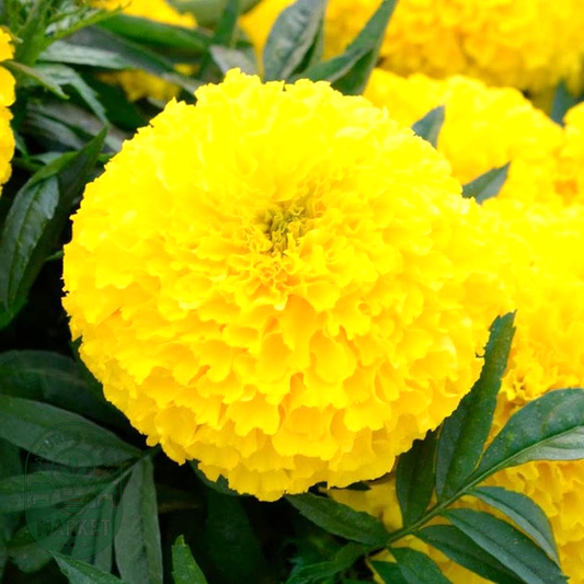 Big Duck™ Yellow Marigold Seeds