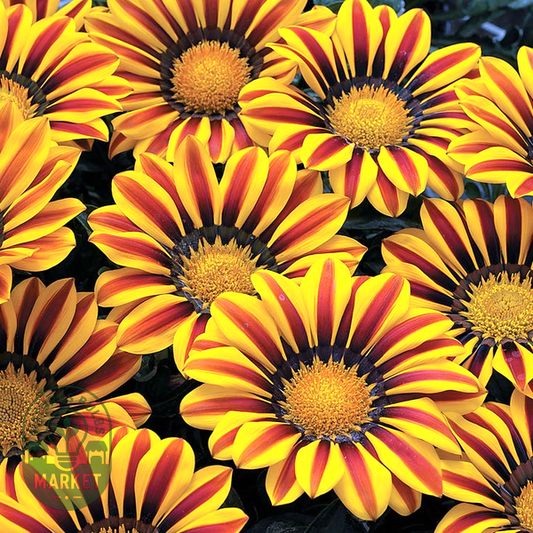Big Kiss™ Yellow Flame Hybrid Gazania Seeds