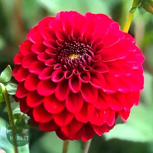 Bizon Red