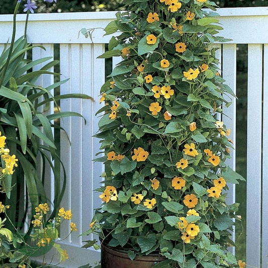 Black-Eyed Susan Vine Seeds
