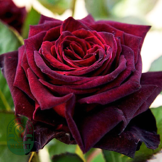Black Baccara