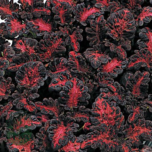 Black Dragon Coleus Seeds