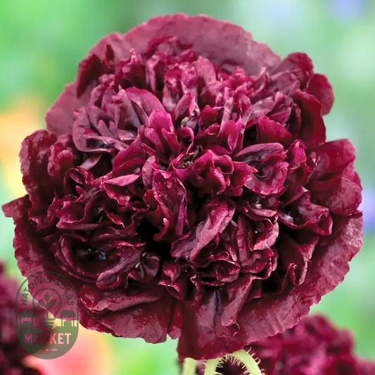 Black Peony Poppy Seeds