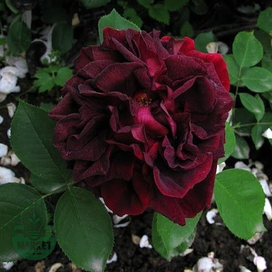 Black Prince