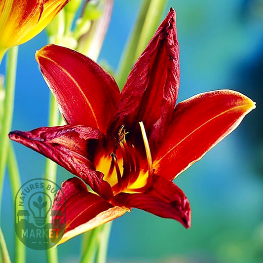 Black Prince