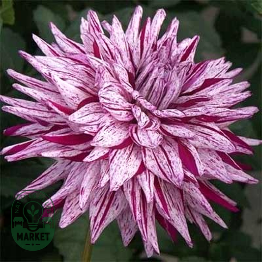 Blackberry Ripple