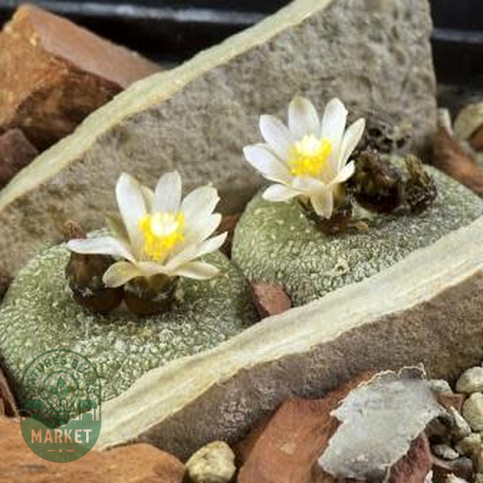 Blossfeldia liliputana