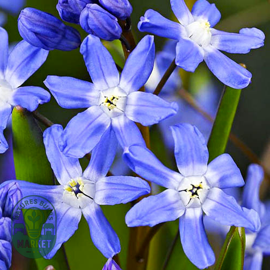 Blue Giant