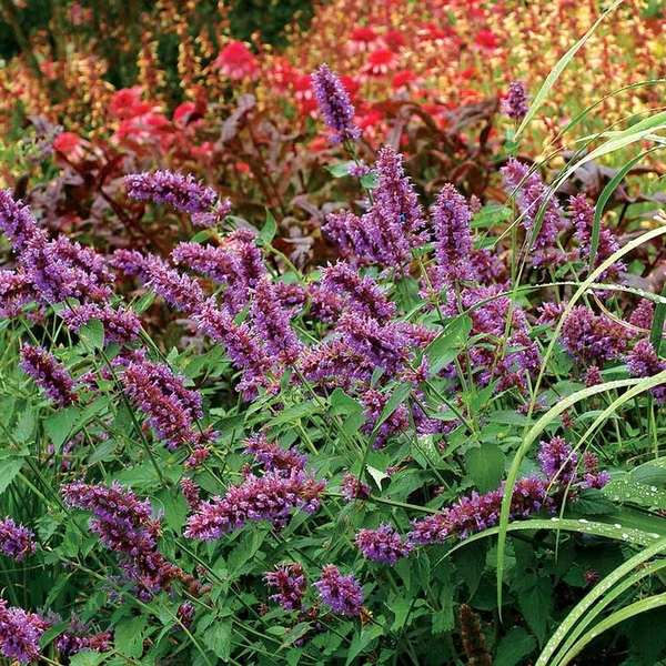 Blue Boa' Hummingbird Mint