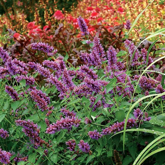 Blue Boa' Hummingbird Mint