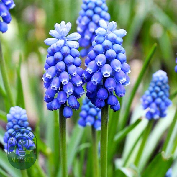 Blue Magic