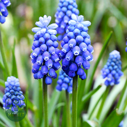 Blue Magic