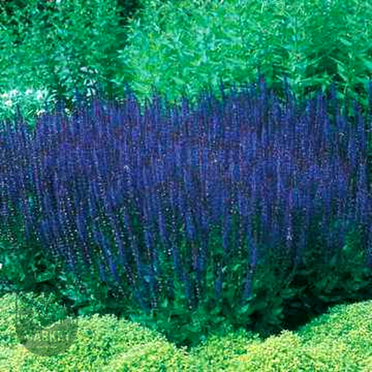 Blue Queen Salvia Seeds