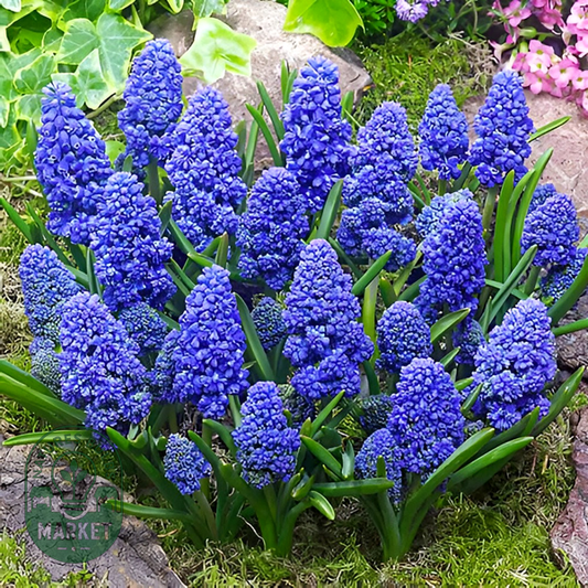Blue Spike