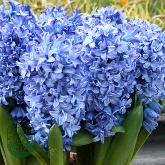 Blue Tango