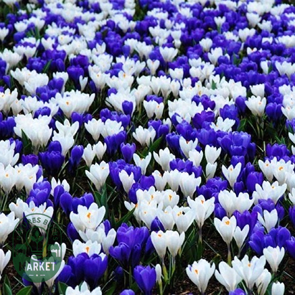 Blue and White Mix